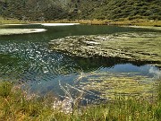 40 Lago 'piccolo' ricoperto per buona parte da erbe acquatiche